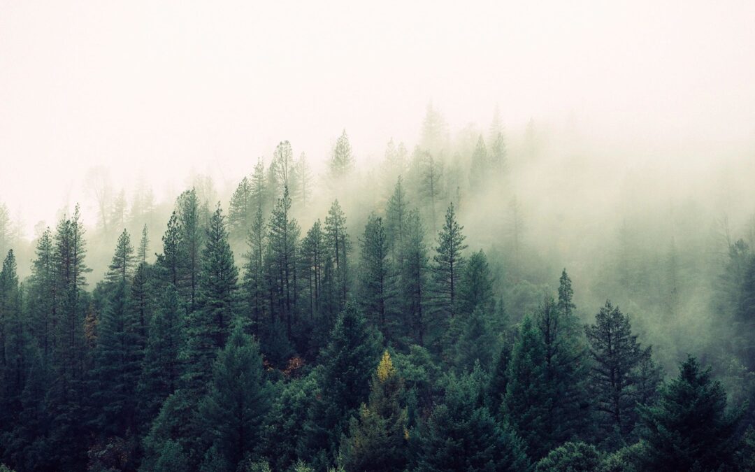 Living in the moment means enjoying views, like this one of pine trees shrouded in fog.